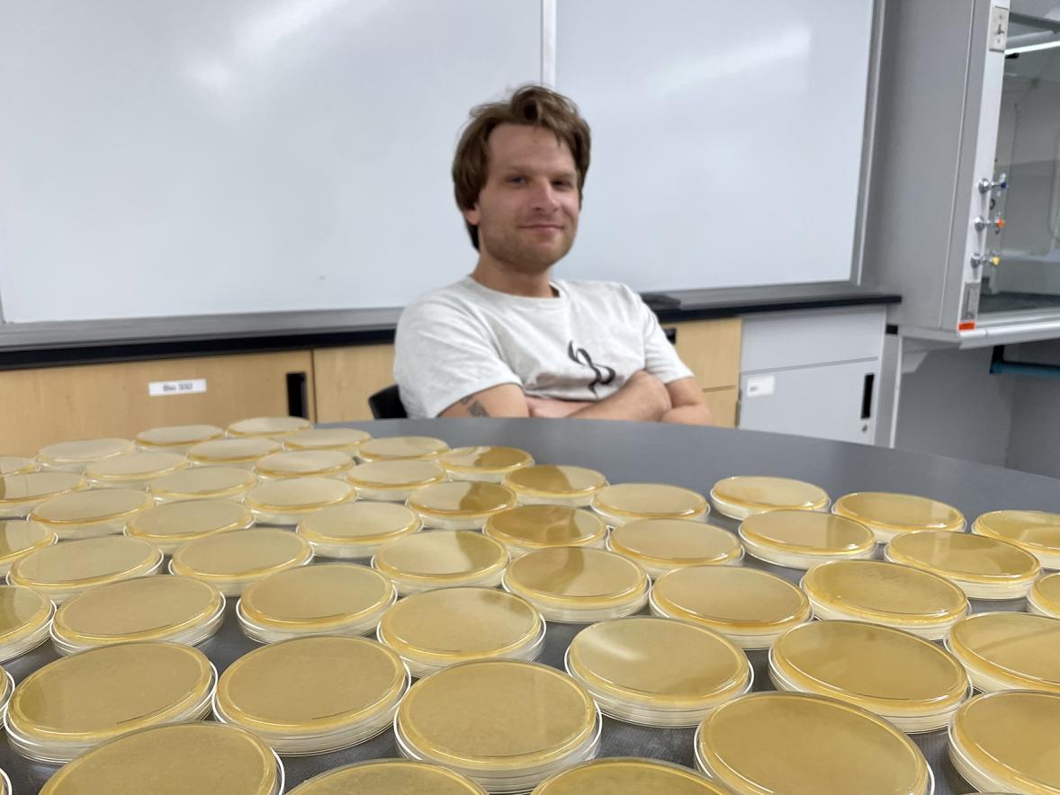 Joshua Rusnak works in a UW-Stout microbiology lab surrounded by agar plates, in which bacteria and fungi are grown using a layer of nutrient in a Petri dish.